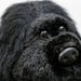 Close-up of a black plush gorilla headcover with a blurred background