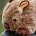close up of Cute Fluffy Wombat Golf Driver Head cover