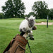 Golf club with a plush sheep head cover on a golf course
